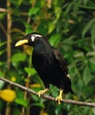 Hill Mynah, gracula religiosa, Adult standing on Branch