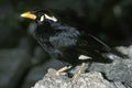 HILL MYNAH gracula religiosa, ADULT STANDING ON STONE