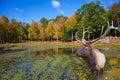 On the hill near the lake is deer antlered