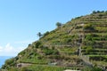 Wine hill near Manarola, Cinque Terre, Italy Royalty Free Stock Photo