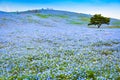 Hill of Nemophila flowers at Hitachi Seaside Park