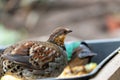 Hill Partridge (Arborophila torqueola Royalty Free Stock Photo