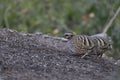 Hill Partridge closeup, Arborophila torqueola, Uttarakhand Royalty Free Stock Photo