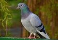 Hill pigeon perched atop a metal fence, gazing intently