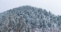 Hill with pine trees winter Royalty Free Stock Photo