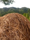 Rice straw hills
