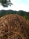 Rice straw hills