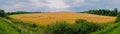 A hill with ripe golden cereals in the field. Soon it`s time to harvest