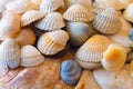 A hill of shells superimposed on pebbles from the sea