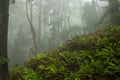 Hill Side Of Thick Ferns Stand Out Against The Foggy Forest Royalty Free Stock Photo