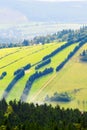 Hill slope covered with green grass and spruce trees in the Owl Mountains, Sudetes, Poland. Royalty Free Stock Photo