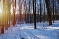 Hill slope to lake with narrow road through forest thickets, animal, human and ski footprints in snow, sun flare Royalty Free Stock Photo