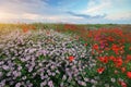 Hill of spring flowers at sunset