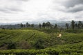 Hill and Tea plantations. Ella, Sri Lanka.