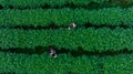 Hill thai tribe, asian woman in traditional clothes picking tea leaves in tea plantation, at chiang rai thailand, aerial top view