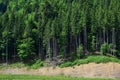 On a hill, there is a coniferous grove with many trees