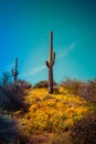 Hill top Saguaro with Poppies