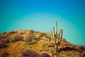 Hill top Saguaro with Poppies