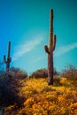 Hill top Saguaro with Poppies