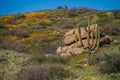 Hill top Saguaro with Poppies