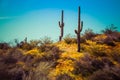 Hill top Saguaro with Poppies