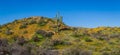 Hill top Saguaro with Poppies Panorama