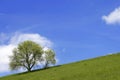 Hill with tree and blue skies