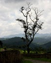 Hill and tree at western ghat during sunset