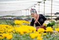 Hill-tribe girl are collection yellow flowers in the garden with smiling and hold the basket on left hand Royalty Free Stock Photo