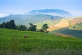 Hill tribe in green paddy rice field Royalty Free Stock Photo