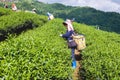 Hill tribe women have a basket of tea leaves on tea plantation