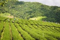 Hill tribe women have a basket of tea leaves on tea plantation