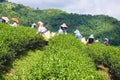 Hill tribe women have a basket of tea leaves on tea plantation