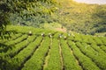 Hill tribe women have a basket of tea leaves on tea plantation