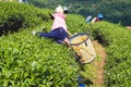 Hill tribe women have a basket of tea leaves on tea plantation