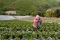 Hill tribes woman with baby on her back with organic fresh strawberry field.