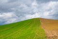 Hill under stormy sky with rows of freshly sprouted green wheat Royalty Free Stock Photo