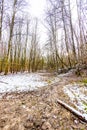 Hill with a winding dirt road, bare trees and traces of snow on the ground in the Dutch forest Royalty Free Stock Photo