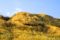 Hill with yellow grass Royalty Free Stock Photo