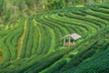 Hillside Tea in Thailand Followed by the mountains