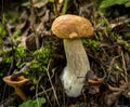 A small white mushroom grows among the old branches and grass Royalty Free Stock Photo