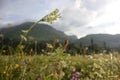 Hills behind wild herbage Royalty Free Stock Photo