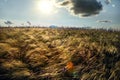 Hills covered with feather grass and wild sage flowers at sunset. Royalty Free Stock Photo