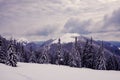 Hills covered with huge pine trees in a violet haze Royalty Free Stock Photo