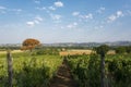 The hills covered with vineyards of Chianti. Tucany, Italy Royalty Free Stock Photo