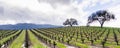 Hills covered in vineyards in Sonoma Valley at the beginning of spring, California Royalty Free Stock Photo
