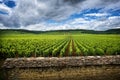 Hills covered with vineyards in the wine region of Burgundy, France