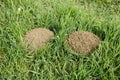 The hills of the earth are dug up in moles. Mole in the clearing. Royalty Free Stock Photo