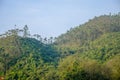 Hills with eucalyptus trres