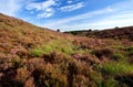 Flowering heather in Veluwe, Gelderland Royalty Free Stock Photo